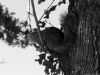 Squirrel_web