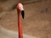 flamingo_face_web