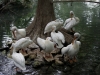 pelicans_web